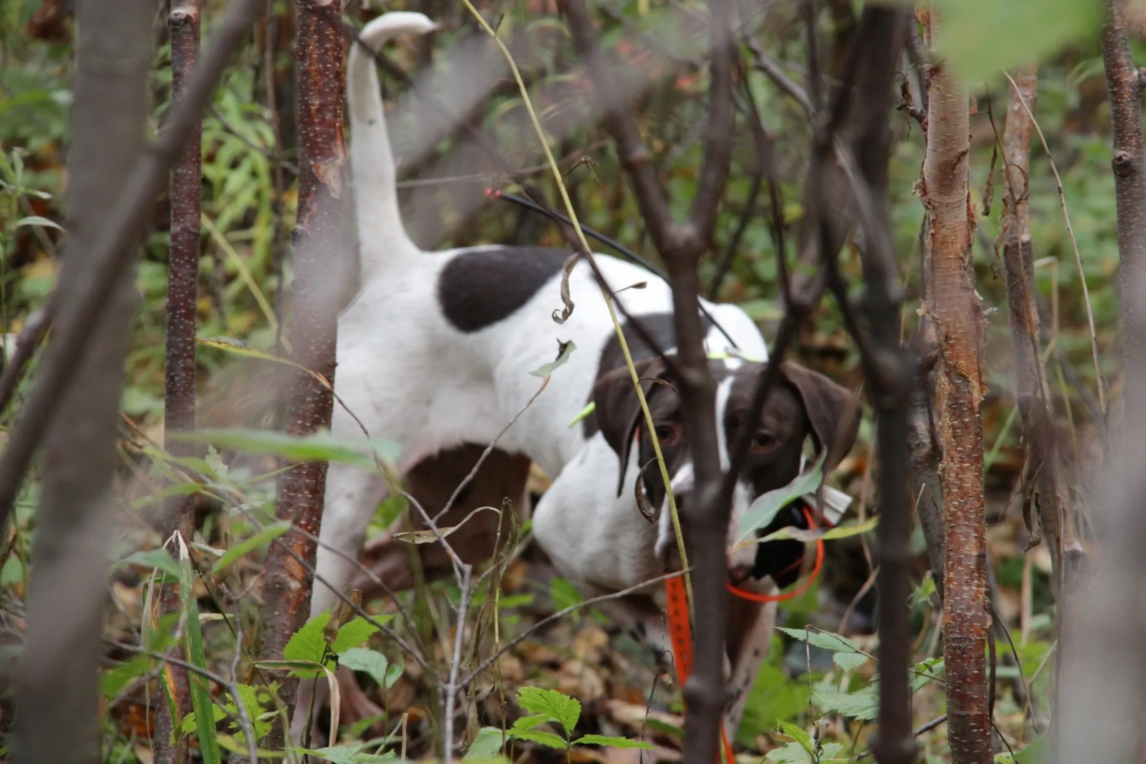 Successful hunting trip