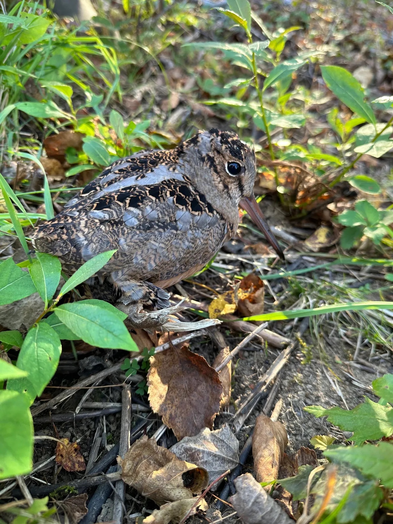 New Brunswick outdoors